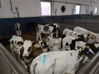 Toro, Vaca Limousin — foto 2