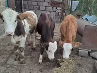 Bulle, Simmental cattle — Foto 1