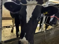 Ko, Russian Black pied cattle — foto 1