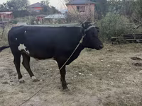 Byk, Bydło — zdjęcie 3