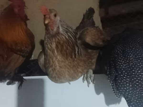 Chickens — Kyrgyzstan