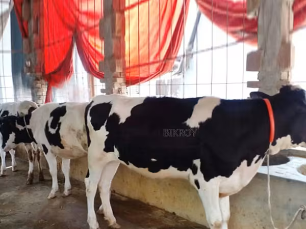 Lembu betina, Holstein breed