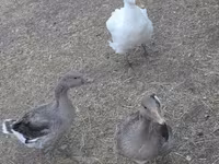 Geese — акс 3