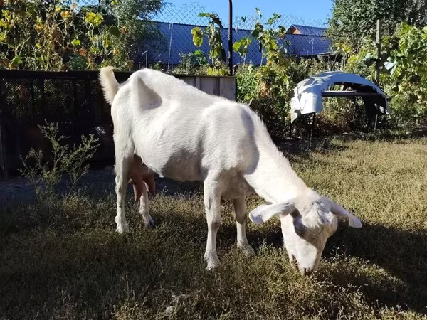 Ziege, Saanen goat