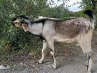 Koza, Beetal goats — foto 4