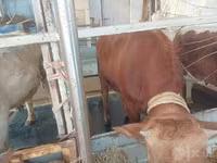 Lembu jantan, Cattle — foto 6