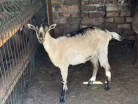 பெண் வெள்ளாடு, Saanen goat — புகைப்படம் 1