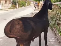 قوچ, گوسفند — عکس 3