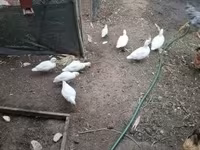 Ducks — լուսանկար 1