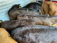 Cattle (batch, sex not specified), Aberdeen-Angus — photo 1