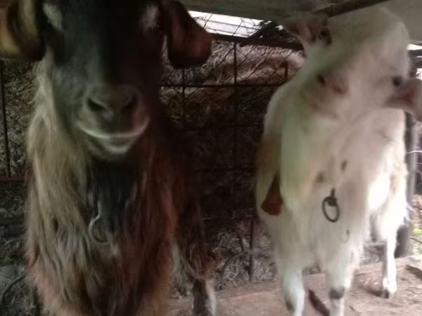 แพะตัวผู้, Saanen goat