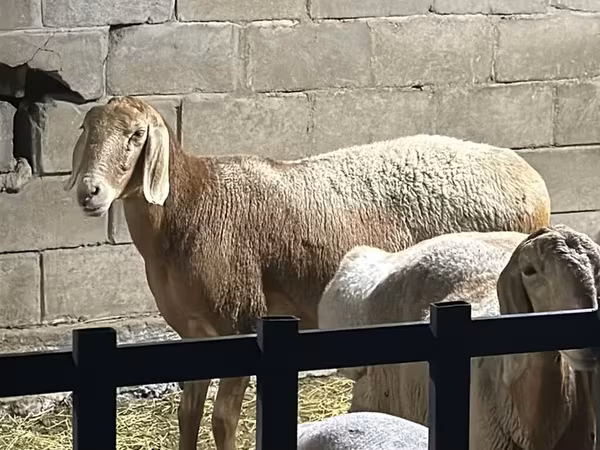 Гиссарская овца