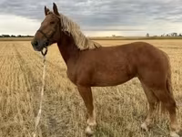 Klisna, Koně — foto 3