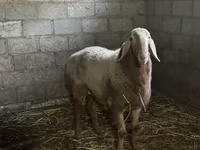 숫양, Arashan sheep — 사진 1