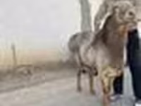 Ram, Arashan sheep — foto 7