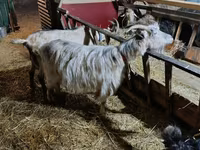 Kambing betina, Goats — foto 2