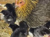 Chickens — լուսանկար 3