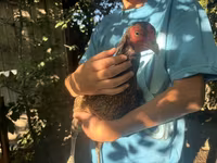 Chickens — Foto 1