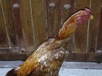 Chickens — 写真 2