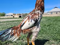 Chickens — foto 8