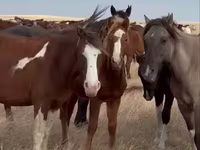 Stute, Horse breed — Foto 1