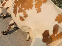 Kuh, Simmental cattle — Foto 5