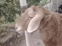 Πρόβατα (παρτίδα, φύλο μη καθορισμένο), Arashan sheep — φωτογραφία 2