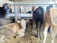 วัวตัวเมีย, Swiss cattle — รูปภาพ 8