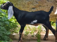 பெண் வெள்ளாடு, Nubian Goat — புகைப்படம் 3