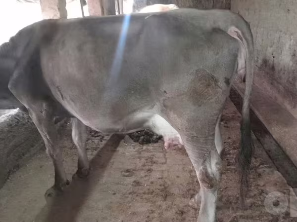 Cow, Swiss cattle