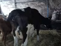 Vacă, Rasa Holstein — foto 2