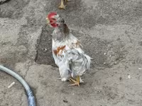 Chickens — foto 1
