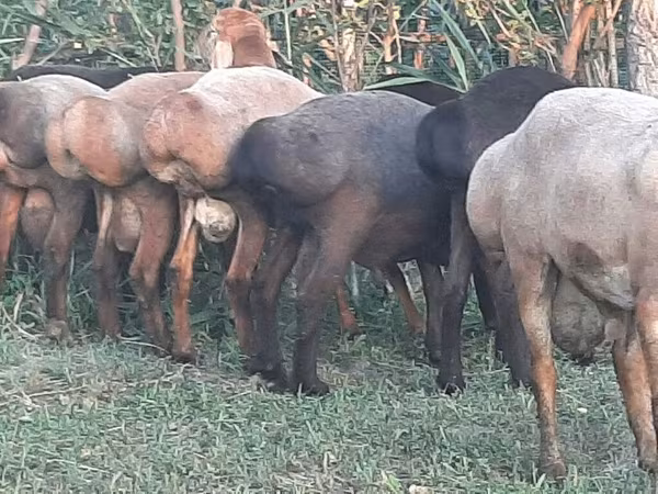 Baran, Merino sheep