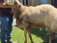 Beran, Arashan sheep — foto 1