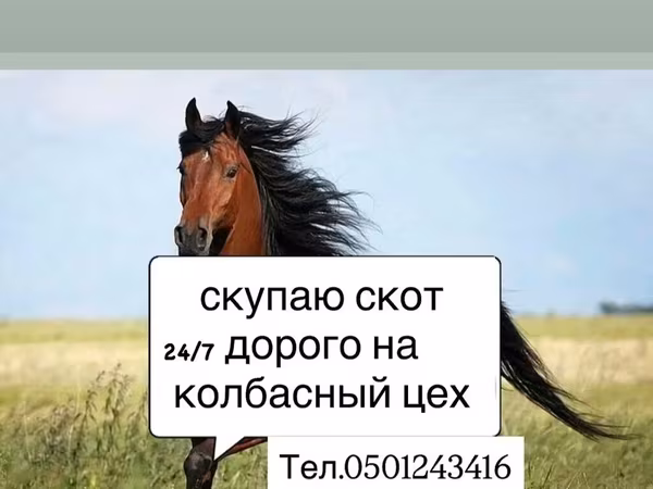Horse (M), Horses