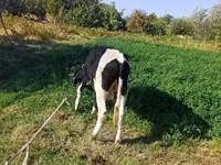 Býk, Russian Black pied cattle — foto 5
