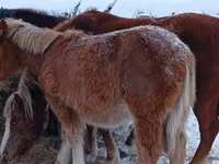 Horse (M), Horses — photo 5