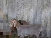 Ovce, Arashan sheep — foto 2