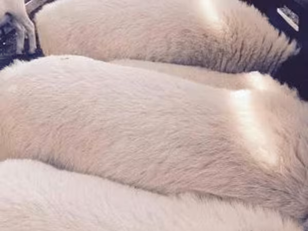 Ovce, Dorper sheep