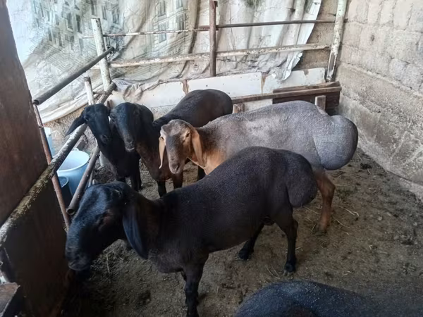 Beran, Rhon sheep