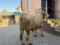 Býk, Charolais cattle — foto 2