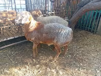 แกะตัวผู้, Hissar sheep — รูปภาพ 8