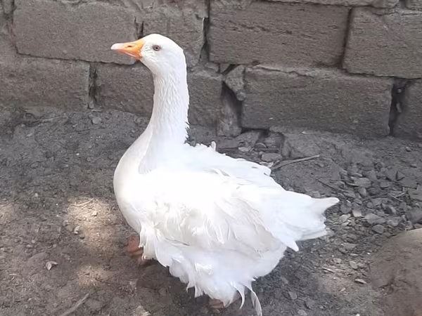 Geese