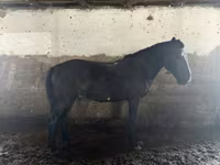 ঘোড়া, Kazakh horse — ছবি 3