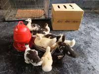 Ducks — عکس 2