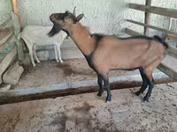 Ямааны ухна, Alpine goat — 1 зураг
