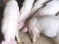 Vier, Porci — foto 1