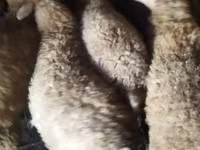 Biri-biri betina, Sheep — foto 4