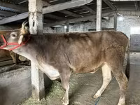 گاو ماده, Swiss cattle — عکس 2