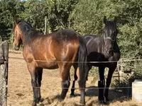 Faras dhaddig, Horses — sawirka 1